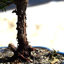 Load image into Gallery viewer, Juniper Bonsai