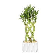 Load image into Gallery viewer, Bamboo Tabletop Plant