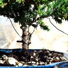 Load image into Gallery viewer, Juniper Bonsai