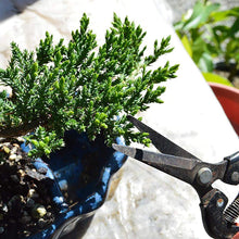 Load image into Gallery viewer, Juniper Bonsai