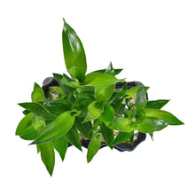 Load image into Gallery viewer, Bamboo Tabletop Plant
