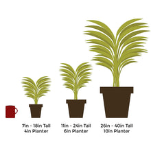 Load image into Gallery viewer, Bamboo Tabletop Plant
