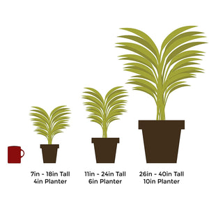 Bamboo Tabletop Plant